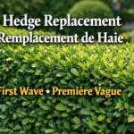 Hedge Replacement – First Wave