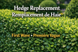 Hedge Replacement – First Wave
