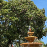 Mangos are Coming!