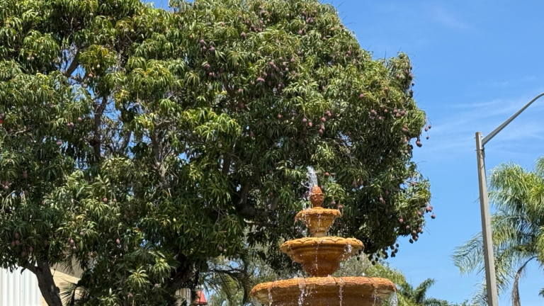 Mangos are Coming!