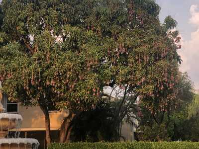 Mago Tree